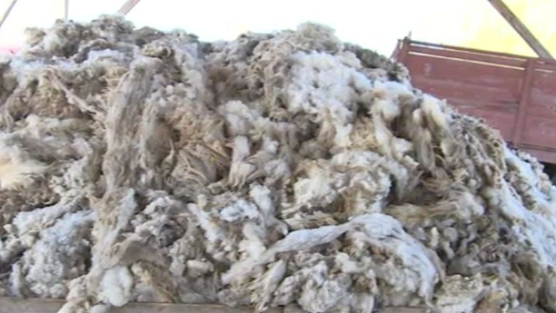 Ciobanii din Neamt arunca tone de lana Imagine