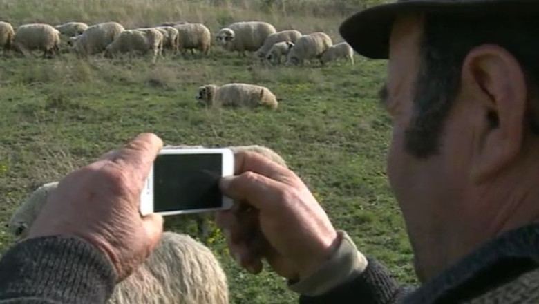 Ciobanii tin pasul cu vremurile. Mieii sunt scosi la vanzare pe internet Imagine