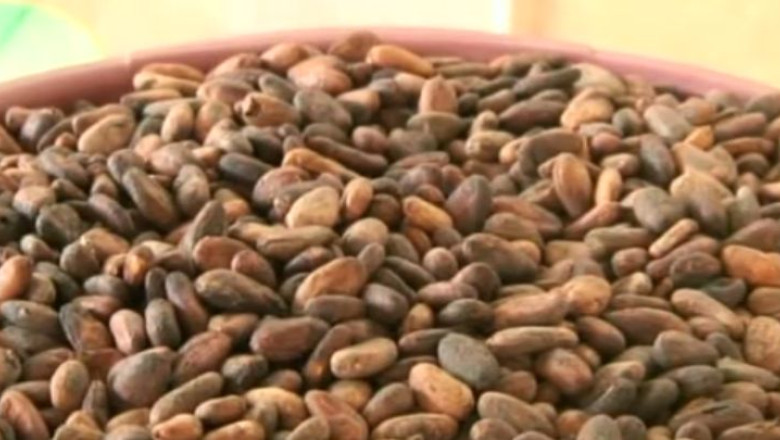 Ciocolata, mai scumpa. Pretul boabelor de cacao a crescut cu o mie de dolari in ultimii doi ani Imagine