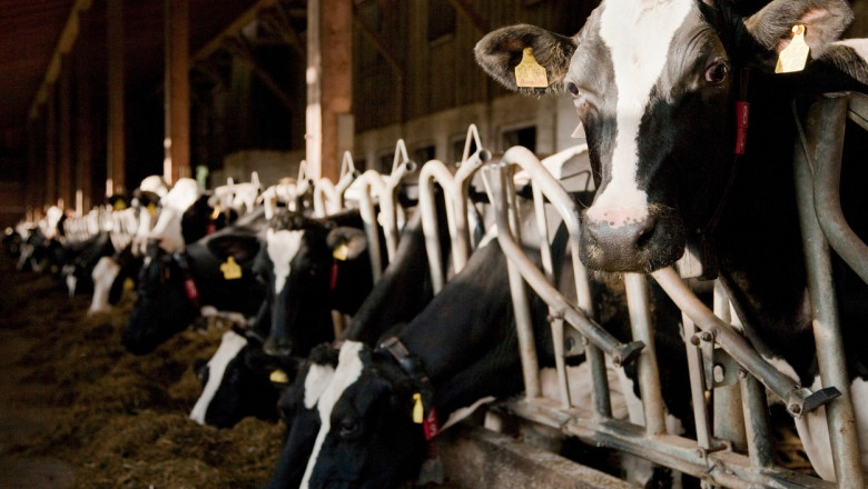 Ciolacu: Crescatorii de animale vor primi 72 de milioane de euro. Fermierii ar putea primi 25% subventie la motorina Imagine