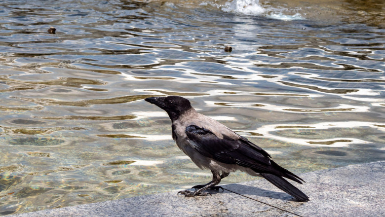 Ciorile au invadat Parcul Central din Ramnicu-Sarat. Administratia locala apeleaza la metode inedite pentru a scapa de pasari Imagine
