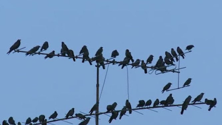 Ciorile din Timisoara, in vizorul primarului Imagine