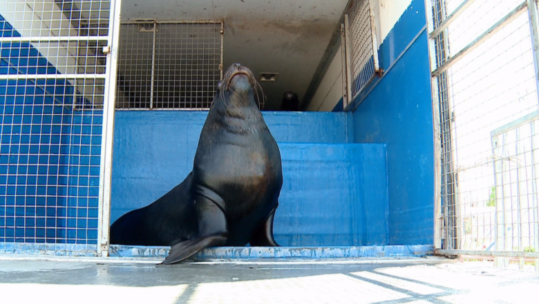 Circ cu animale acvatice, fara aviz. Seful DSV Iasi ameninta cu amenzi de pana la 10.000 lei Imagine