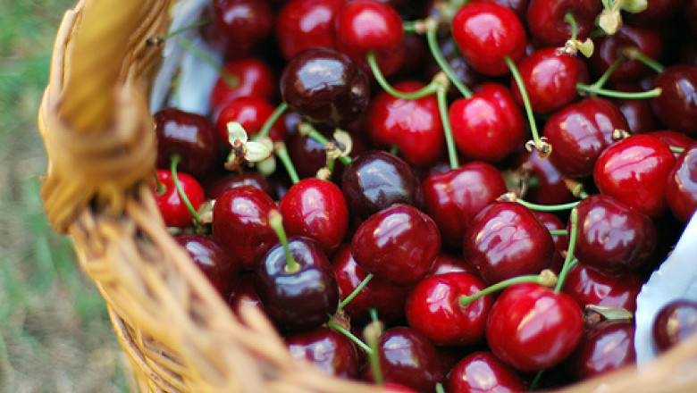 Ciresele de mai se vor coace in iunie Imagine