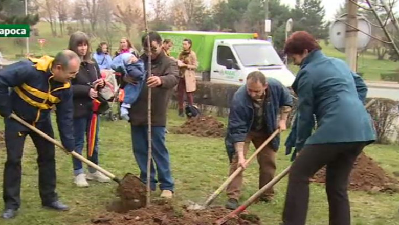 Ciresi japonezi la Cluj-Napoca Imagine