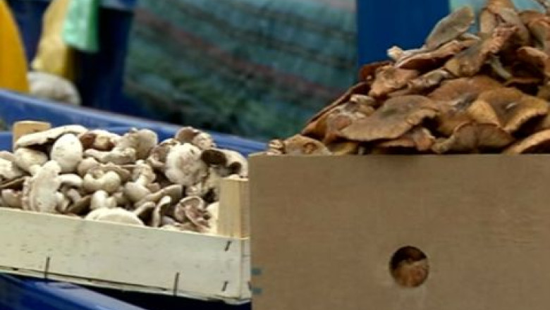 Ciupercarie in beciul scolii. Elevii si profesorii din Bihor fac afaceri pentru a-si construi un teren de sport Imagine