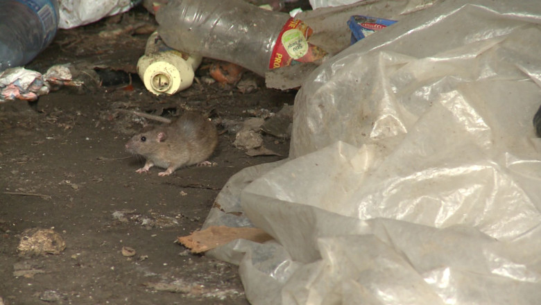 Cladiri, bombe ecologice. La intrarea in sobsolul unui magazin misuna sobolanii Imagine