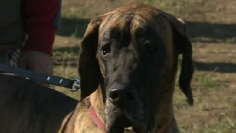 Cluj. Centru de tratament cu ajutorul cainilor pentru studenti stresati Imagine