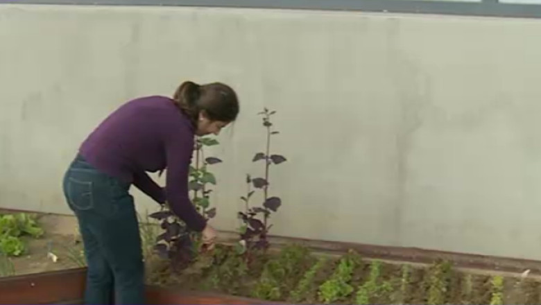 Cluj. Gradina de zarzavat pe acoperisul unei fabrici Imagine