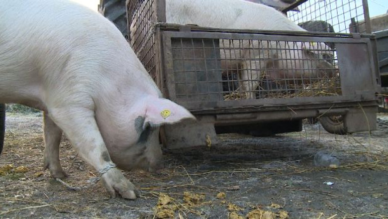 Clujenii se inghesuie la targul de animale Imagine