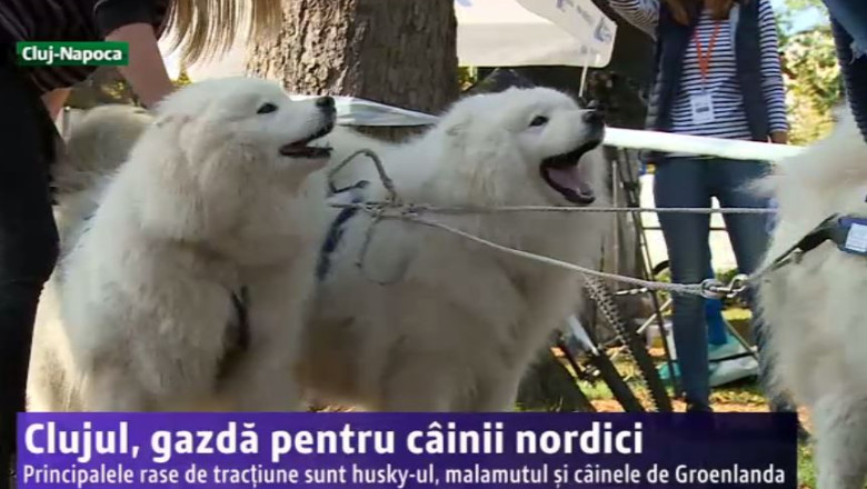 Clujul, gazda pentru cainii nordici Imagine