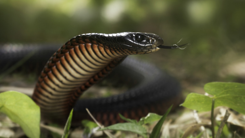 Cobra fugara „Houdini” s-a intors la zoo dupa o saptamana. Sarpele este acum „in arest la domiciliu” Imagine