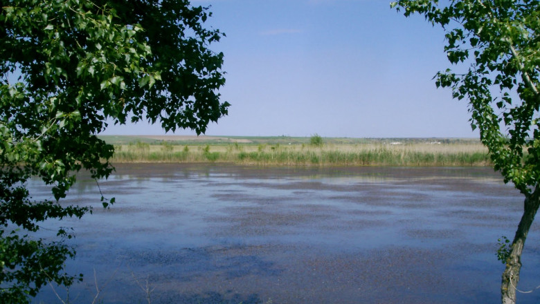 Cod galben de inundatii Imagine