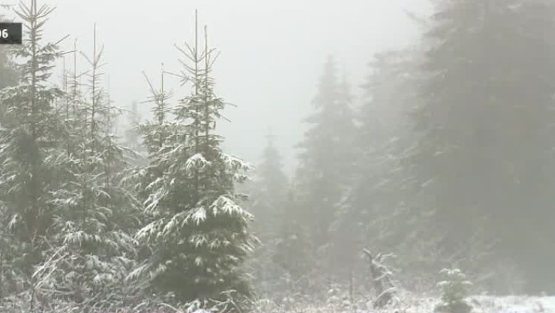 Cod galben de ninsori si viscol Imagine