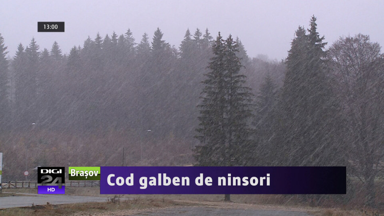 Cod galben de ninsori Imagine