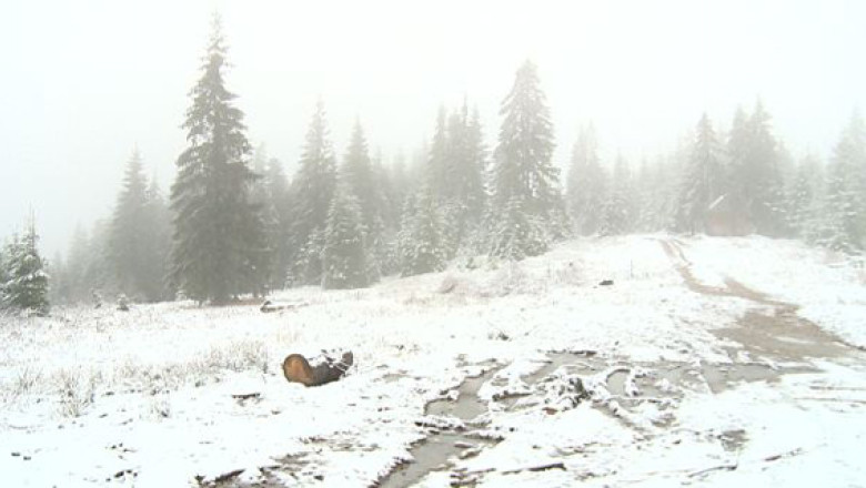 Cod galben de vant si ninsori Imagine