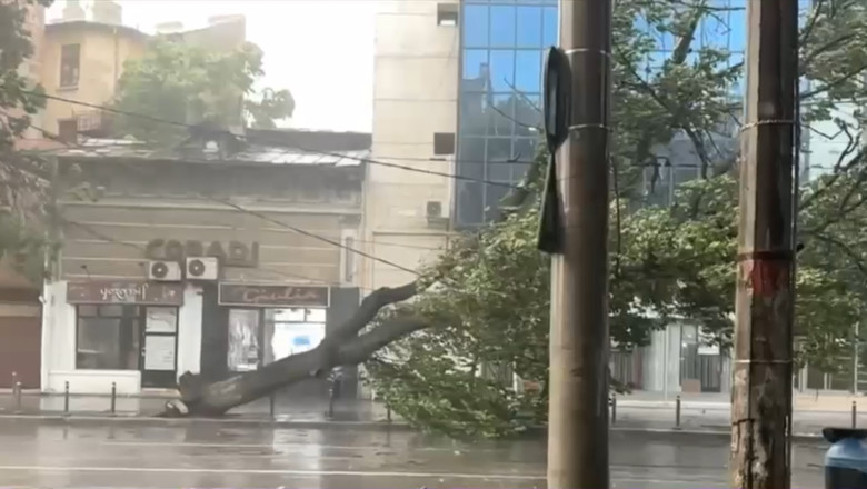 Cod galben de vijelii in Bucuresti, Ilfov si Prahova. Un copac a fost doborat de furtuna din Capitala Imagine
