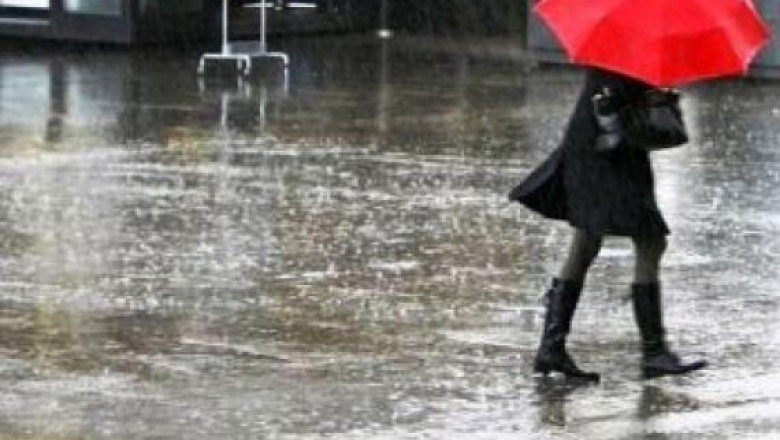 Cod galben de vreme rea, in Dobrogea Imagine