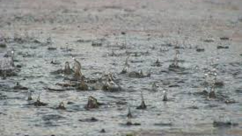 Cod portocaliu in Bulgaria Imagine