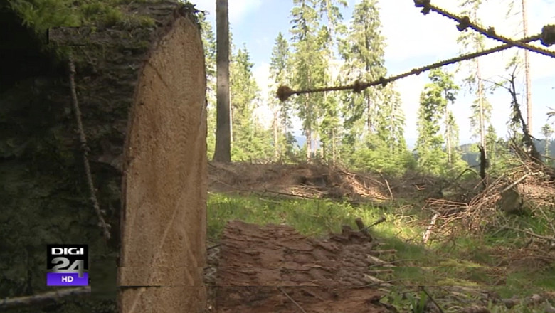 Codul Silvic a primit avizul pozitiv al Comisiei de Agricultura din Camera Deputatilor Imagine