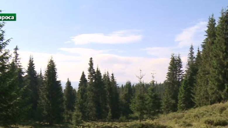 Codul Silvic, adoptat in acest an Imagine