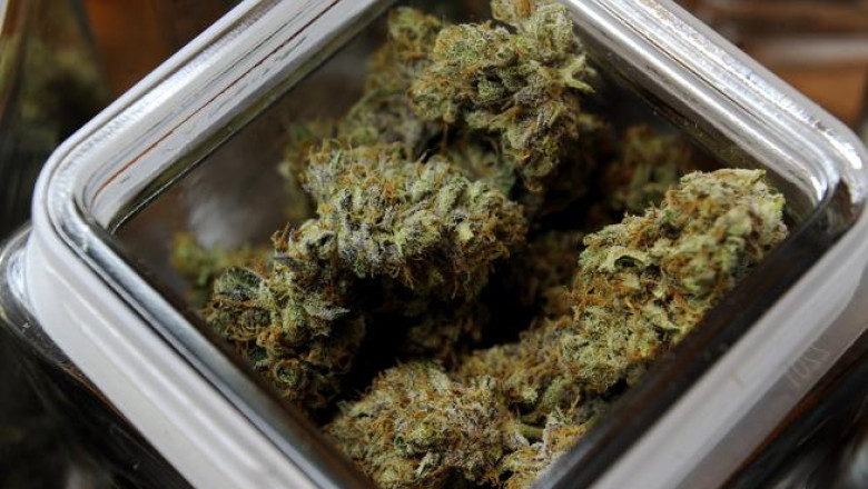 Colorado a devenit primul stat american care a legalizat cultivarea si comercializarea marijuanei Imagine