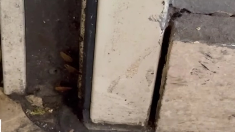 Comisarii ANPC au controlat din nou restaurantul chinezesc dintr-un mall al Capitalei. Gandaci, produse expirate si pereti murdari Imagine