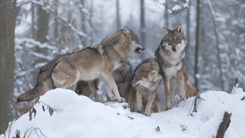 Comisia Europeana nu mai vrea „protectie stricta” pentru lupi. Cearta intre crescatorii de animale si activistii de mediu Imagine