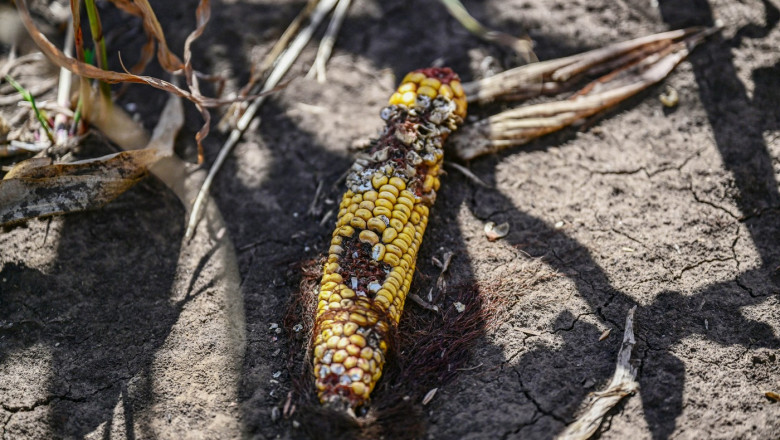 Comisia Europeana propune un ajutor pentru fermierii afectati de fenomene climatice. Cati bani ar trebui sa primeasca Romania Imagine