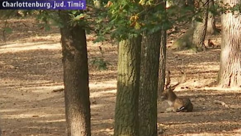 Comoara vanatoreasca, langa Timisoara. Domeniul de la Charlottenburg a implinit 110 ani de activitate Imagine