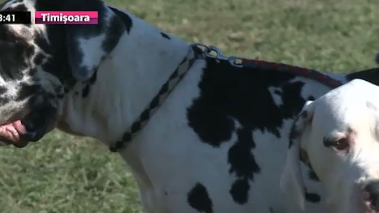 Competitia cateilor. Peste 1.500 de caini din 150 de rase s-au intrecut intr-un concurs, la Arad Imagine