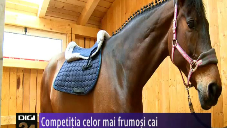 Competitia celor mai frumosi cai Imagine