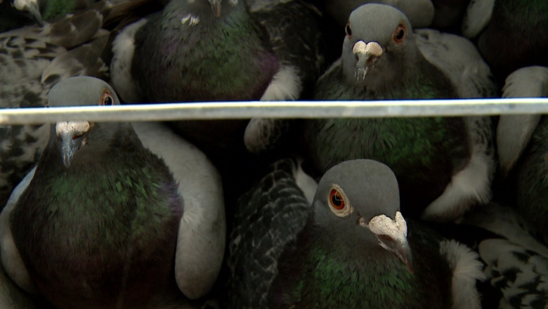 Competitie inedita cu 4.000 de porumbei. Pasarile au cateva ore la dispozitie sa zboare din Polonia in Romania Imagine