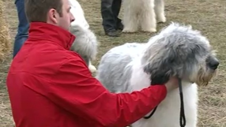 Competitie intre cei mai frumosi ciobanesti mioritici. Dac si Ciuleandra au fost premiantii Imagine