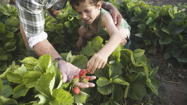 Conceptul „Culege-ti singur fructele” ia amploare in Romania. Ce reducere primesc clientii care merg direct in livezi sau pe plantatii Imagine