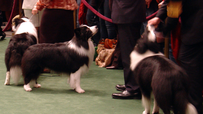 Concurs de frumusete canina in Oradea. Sute de caini vor fi prezentati in fata unui juriu international Imagine