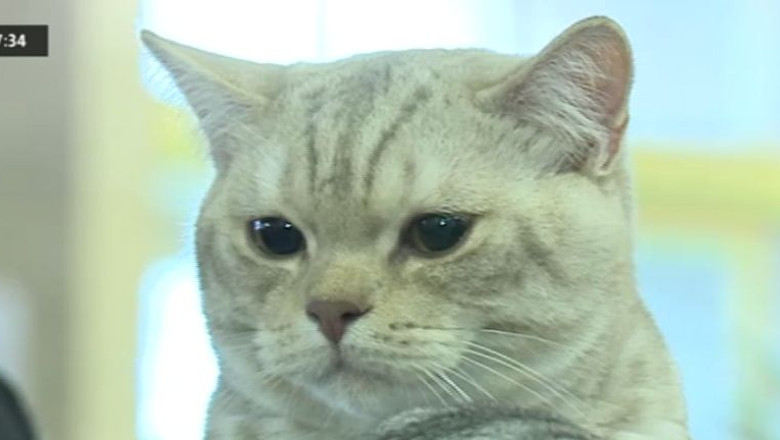 Concurs de frumusete pentru pisici. Peste 250 de feline pot fi admirate la Sala Palatului Imagine