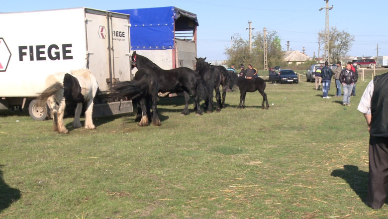 Concurs de tractiune si frumusete ecvestra in Bihor Imagine