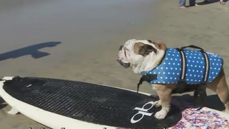 CONCURS INEDIT. 52 de caini au participat la o competitie de surf, in California Imagine