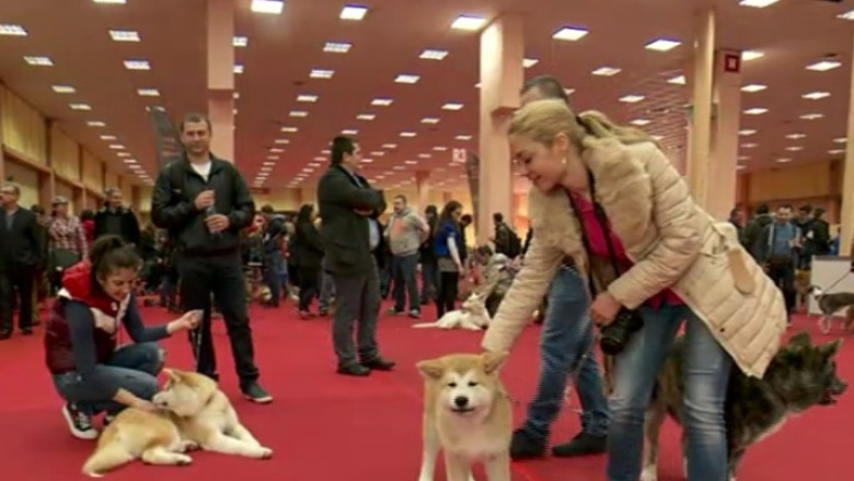 Concurs international de animale de companie Imagine