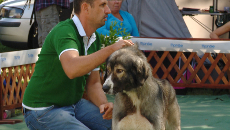 Concurs pentru cei mai frumosi caini. Sute de exemplare din 80 de rase au venit in Oradea Imagine