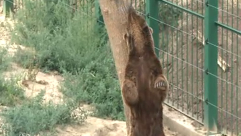 Conditii de lux la Zoo Galati. O cusca de 700 de metri patrati costa aproape 500.000 de euro Imagine