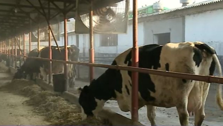 Conditii de lux pentru vacile unei ferme din Galati: sunt racorite cu ventilatoare si vapori de apa Imagine