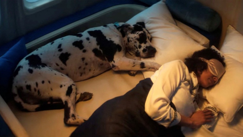 Conditii VIP pentru catei, in avioanele de lux ale primei companii aeriene pentru patrupede. Biletele au fost epuizate la prima cursa Imagine