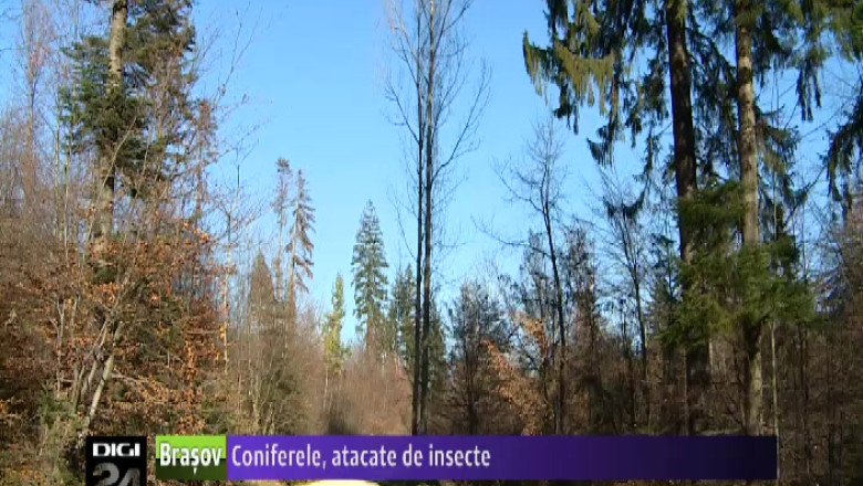 Coniferele din judetul Brasov, amenintate de insectele Ips Typographus Imagine