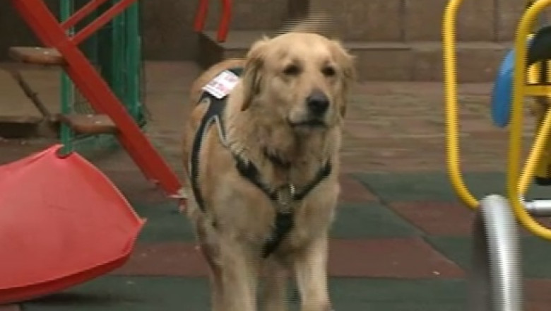CONSTANTA. Copiii cu probleme sunt ajutati de cainele Sunny, un Golden Retriever Imagine