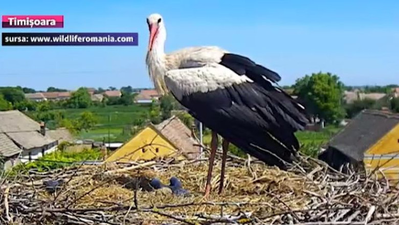 Continua sa vina barza la... barza Imagine