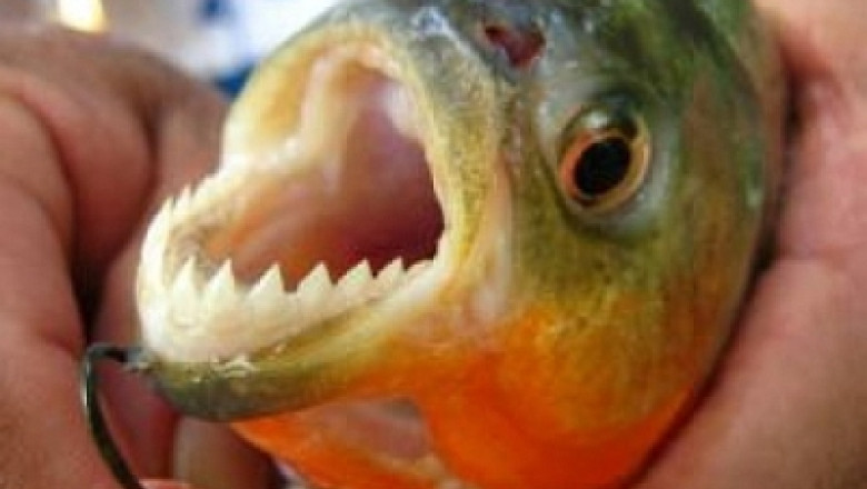 Contrabanda cu piranha: Un barbat a introdus ilegal in SUA 40.000 de pesti Imagine