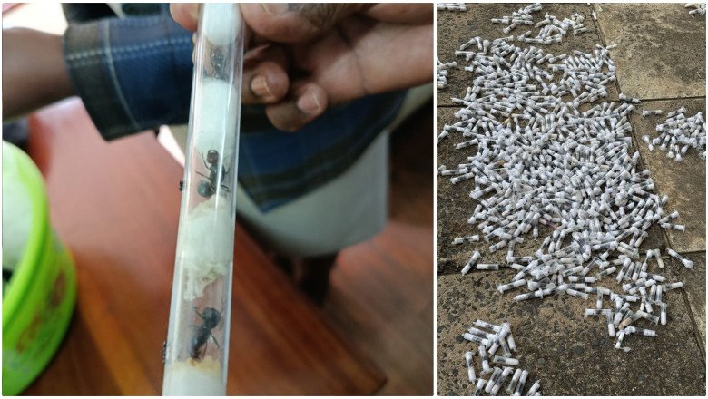 Contrabandisti de furnici rare, prinsi in Kenya. 5.000 de insecte urmau sa ajunga in pietele de animale exotice din Europa si Asia Imagine