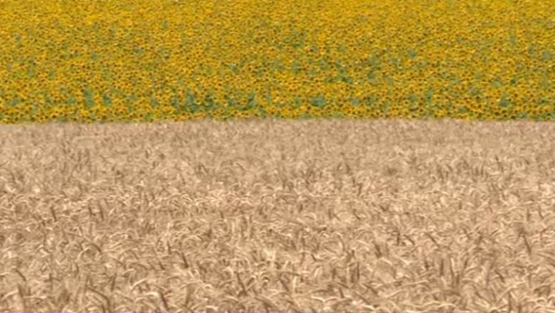 Contract prelungit de pe un an pe altul. Un teren de 2.600 de hectare din Giurgiu, exploatat de o firma a lui Dan Voiculescu Imagine